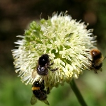 Allium victorialis 'Cantabria' Photo: A. Hoog